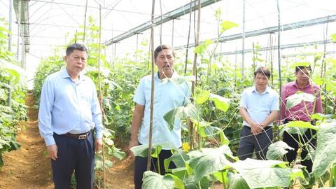 Kiểm tra, khảo sát mô hình trồng rau an toàn tại cánh đồng Lò Pò Chung.