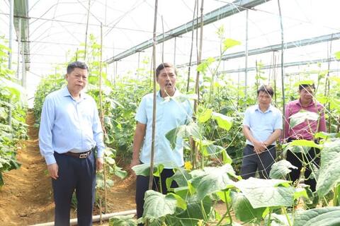 Kiểm tra, khảo sát mô hình trồng rau an toàn tại cánh đồng Lò Pò Chung.